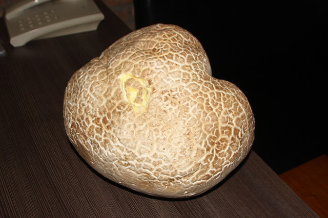 Antalya'da bulunan mantar görenleri şaşırttı: Ağırlığı tam 8 kilo 200 gram... - Resim: 0