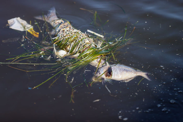İzmir Körfezi için hazırlanan acil eylem planına İzmir Büyükşehir Belediyesi imza atmadı - Resim: 1