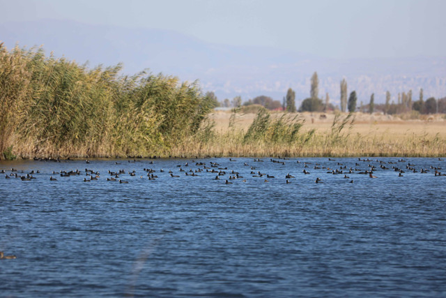 Iğdır'da yapılan gözlemlerde bugüne kadar 348 kuş türü tespit edildi - Resim: 3