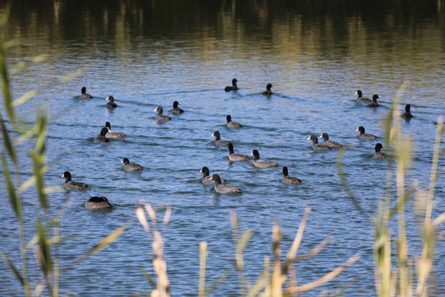 Iğdır'da yapılan gözlemlerde bugüne kadar 348 kuş türü tespit edildi - Resim: 1