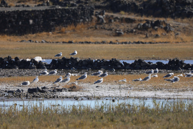 Iğdır'da yapılan gözlemlerde bugüne kadar 348 kuş türü tespit edildi - Resim: 4