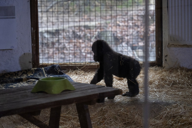 İstanbul Havalimanı'nda yakalanan goril yavrusunun adı belli oldu - Resim: 3