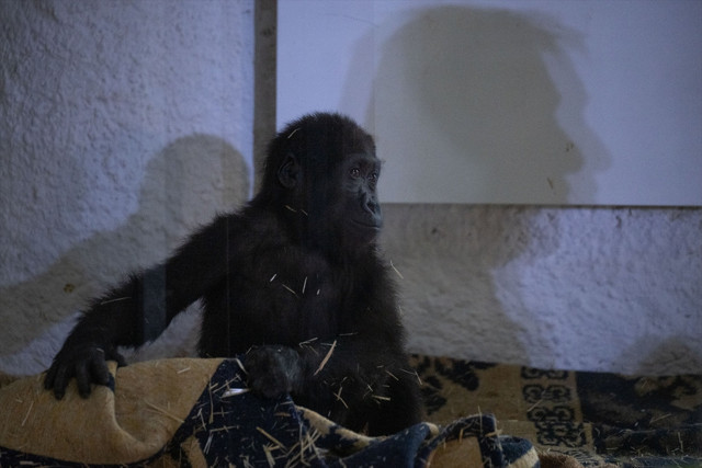 İstanbul Havalimanı'nda yakalanan goril yavrusunun adı belli oldu - Resim: 2