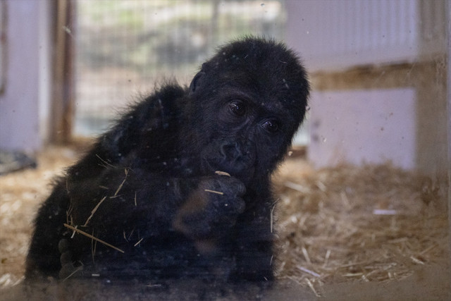 İstanbul Havalimanı'nda yakalanan goril yavrusunun adı belli oldu - Resim: 1