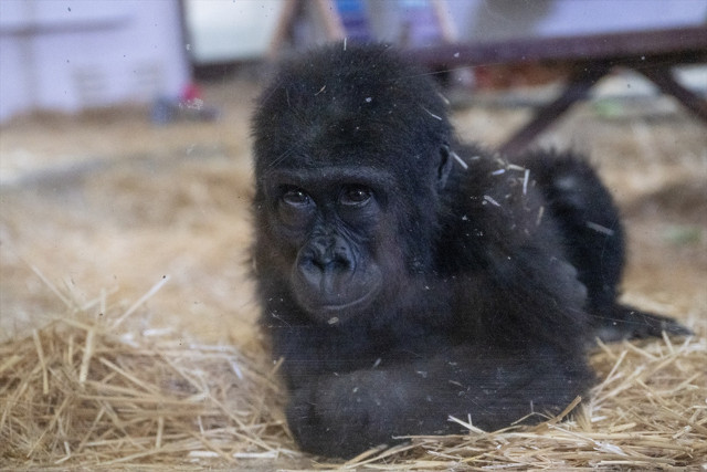 İstanbul Havalimanı'nda yakalanan goril yavrusunun adı belli oldu - Resim: 0