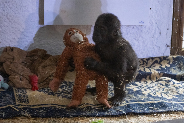 İstanbul Havalimanı'nda yakalanan goril yavrusunun adı belli oldu - Resim: 4