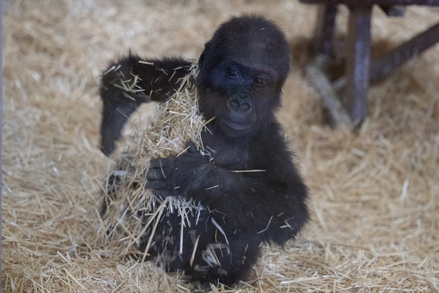 İstanbul Havalimanı'nda yakalanan goril yavrusunun adı belli oldu - Resim: 5