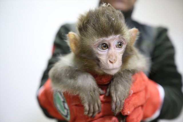 Gümrükte ele geçirilen 2 maymun yavrusu korumaya alındı - Resim: 0