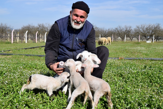 Manisa'da koyun tek batında 5 kuzu doğurdu - Resim: 0