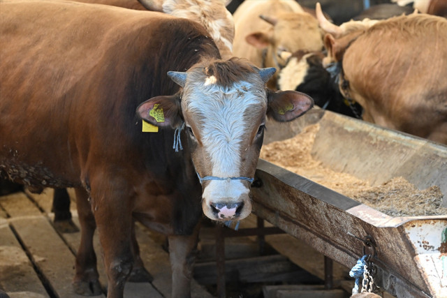 Kurbanlık bağış bedeli 2025 yılı için ne kadar? Darüşşafaka, Kızılay, Mehmetçik Vakfı - Resim: 0