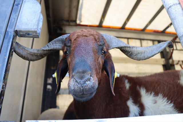 Migros kurbanlık fiyatı 2025 yılı büyükbaş ve koyun koç fiyatları! Kilo fazla çıkarsa... - Resim: 0