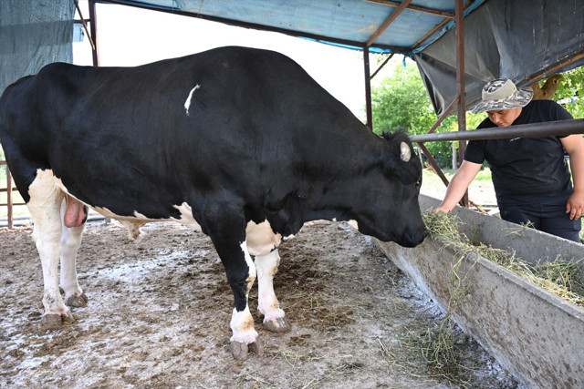Osmaniye'de 1.2 tonluk kurbanlık alıcısını bekliyor günlük 40 kilogram yem yiyor - Resim: 0