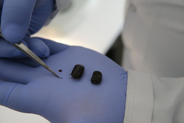 Toplu iğne başı kadar küçük kenelere dikkat! Havalar ısındı, vakalar arttı - Resim: 2