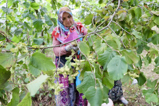 Trabzon ve Giresun'da fındık hasadına başlandı - Resim: 3