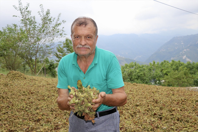 Trabzon ve Giresun'da fındık hasadına başlandı - Resim: 2