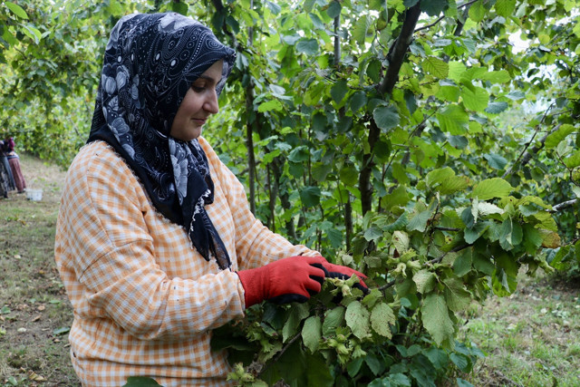 Trabzon ve Giresun'da fındık hasadına başlandı - Resim: 0