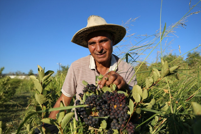 Emekli emniyet müdürü şifa için aradığı eşi için bulamamıştı! Aronya üretimi yapıyor... - Resim: 0
