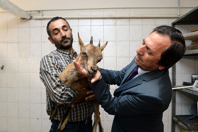 Tunceli'de hasta yaban keçisine şefkat eli - Resim: 3
