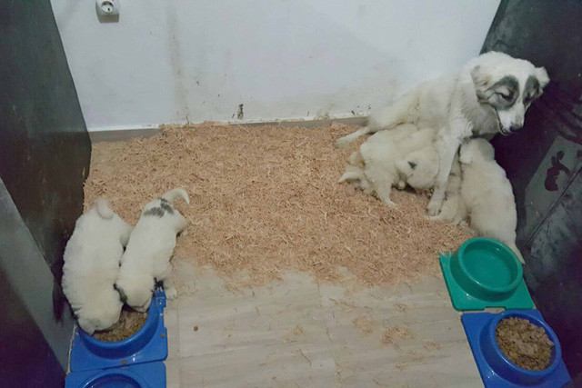 Kuran kurs öğreticisi, sokakta bulduğu yavru köpeklere sahip çıktı - Resim: 3