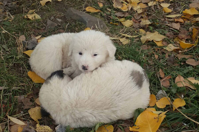 Kuran kurs öğreticisi, sokakta bulduğu yavru köpeklere sahip çıktı - Resim: 4