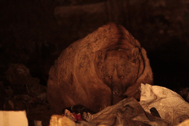 Çöplük boz ayıların kış uykusu düzenini bozdu - Resim: 1