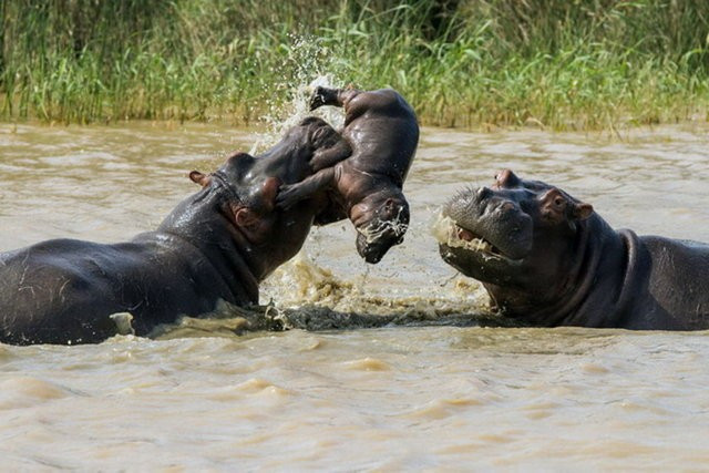 Daha doğar doğmaz onu yakaladı ve bir anda... - Resim: 2