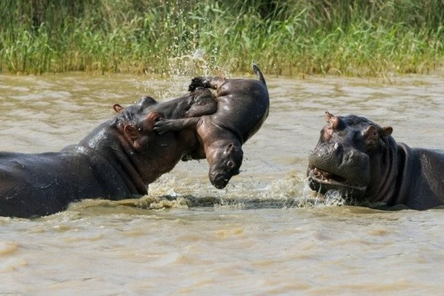 Daha doğar doğmaz onu yakaladı ve bir anda... - Resim: 3