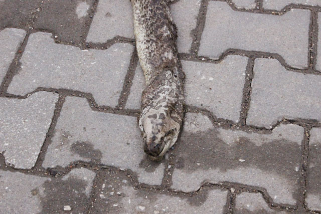 Tekirdağ'da bulundu 3 metre 20 santim uzunluğunda! - Resim: 3