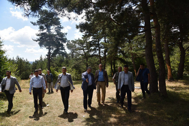 Çıra için gövdesi oyulan ağaçlarla ilgili açıklama - Resim: 4