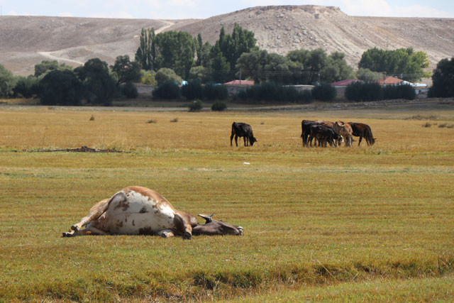 Şarbon bu kez o ile sıçradı! İki mahalle karantina altında - Resim: 1
