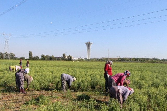17 yıllık mesleğini bıraktı ihracatçı oldu - Resim: 1