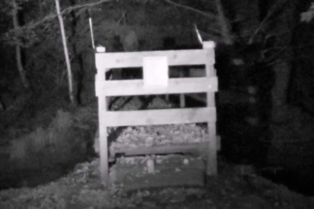 Bu görüntüler ormanda çekildi! Uzaylı mı yoksa şeytan mı? - Resim: 2