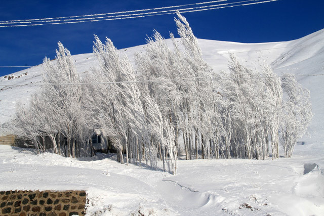 -40 derecede elbiseler dondu ağaçlar buz tuttu - Resim: 1