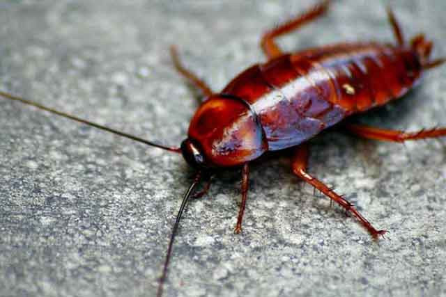 Sevgililer gününe ilginç kampanya! Hamam böceğine eski sevgilinizin ismini verin - Resim: 4