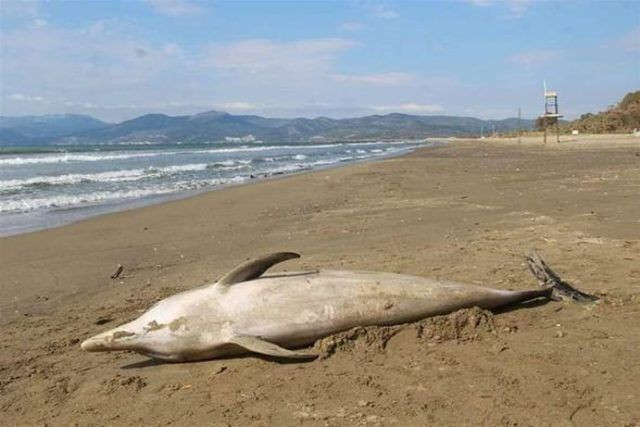 Sahilde kahreden görüntü! Görenler hem üzüldü hem şaşırdı - Resim: 4