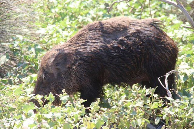 Kuşadası'nda  çalıların arasından çıktı tam 6 tane - Resim: 4