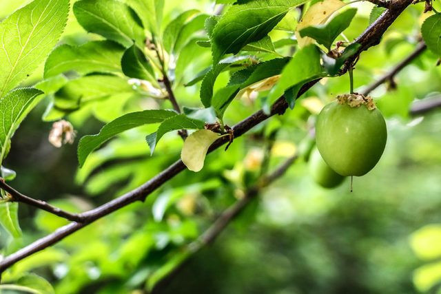 Erik bekleyenlere müjdeli haber! Fiyatı düşüyor Bakın şu an kaç para - Resim: 2