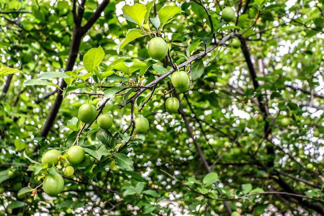Erik bekleyenlere müjdeli haber! Fiyatı düşüyor Bakın şu an kaç para - Resim: 3
