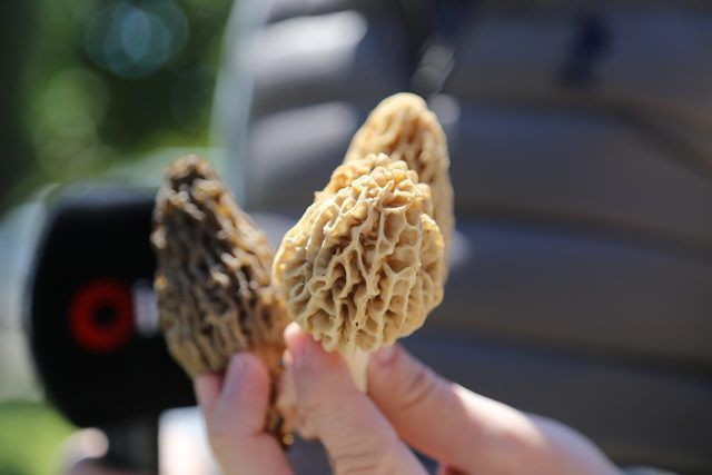 Kilosu bin liraya kadar satılıyor Kuzugöbeği mantarının mucizeleri - Resim: 3