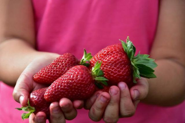 Kilosu 10 TL'den satılıyor! Muğla'da 'Vali Hanım Çileği' sevinci - Resim: 2