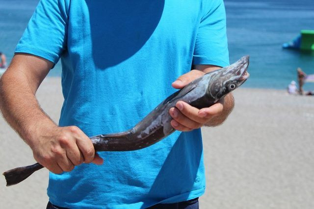 Antalya'da yakalanan 56 santimetrelik vantuz şaşkınlık yarattı:  Köpek balığı zannettim - Resim: 1