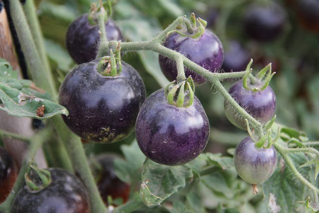 Siyah domates görenleri şaşırtıyor - Resim: 1