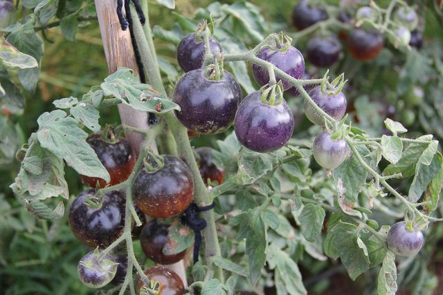 Siyah domates görenleri şaşırtıyor - Resim: 3