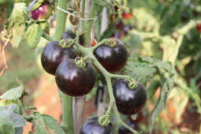 Siyah domates görenleri şaşırtıyor - Resim: 4