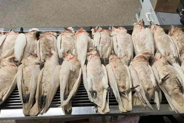 Gökten gözleri kanayan ve çığlık atan kuşlar yağdı - Resim: 3