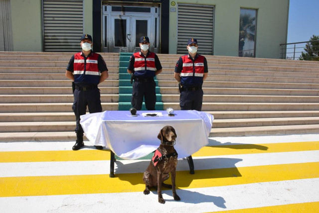 Ata tohumunu tanesi bin dolardan yurt dışına satacaktı! İzmir'de suçüstü yakalandı - Resim: 2