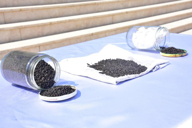 Ata tohumunu tanesi bin dolardan yurt dışına satacaktı! İzmir'de suçüstü yakalandı - Resim: 0