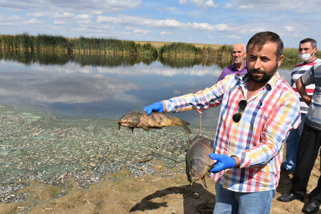 Binlerce balık öldü! Kırklareli'ndeki gölete hayvan dışkısı ve kimyasal atıklar bırakılmış - Resim: 1