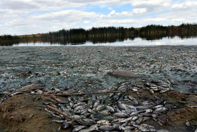 Binlerce balık öldü! Kırklareli'ndeki gölete hayvan dışkısı ve kimyasal atıklar bırakılmış - Resim: 2