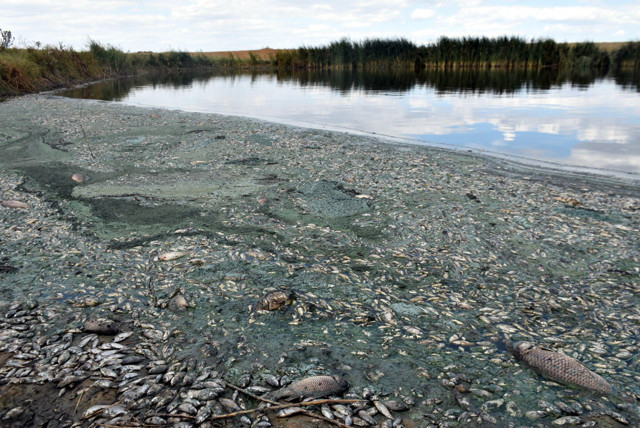 Binlerce balık öldü! Kırklareli'ndeki gölete hayvan dışkısı ve kimyasal atıklar bırakılmış - Resim: 0